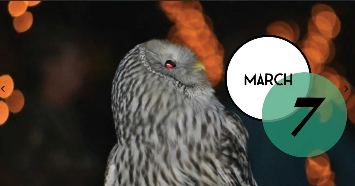 Elegant, night-time program, March 7, at The Center for Birds of Prey, focusing on the mysterious world of owls. Program fee includes a reception with beer, wine, non-alcoholic drinks, and heavy hors-d’oeuvres.