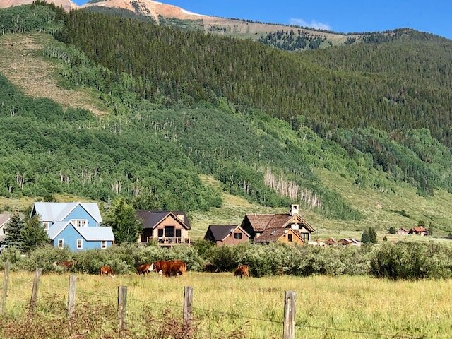 Cows and houses CB.jpg