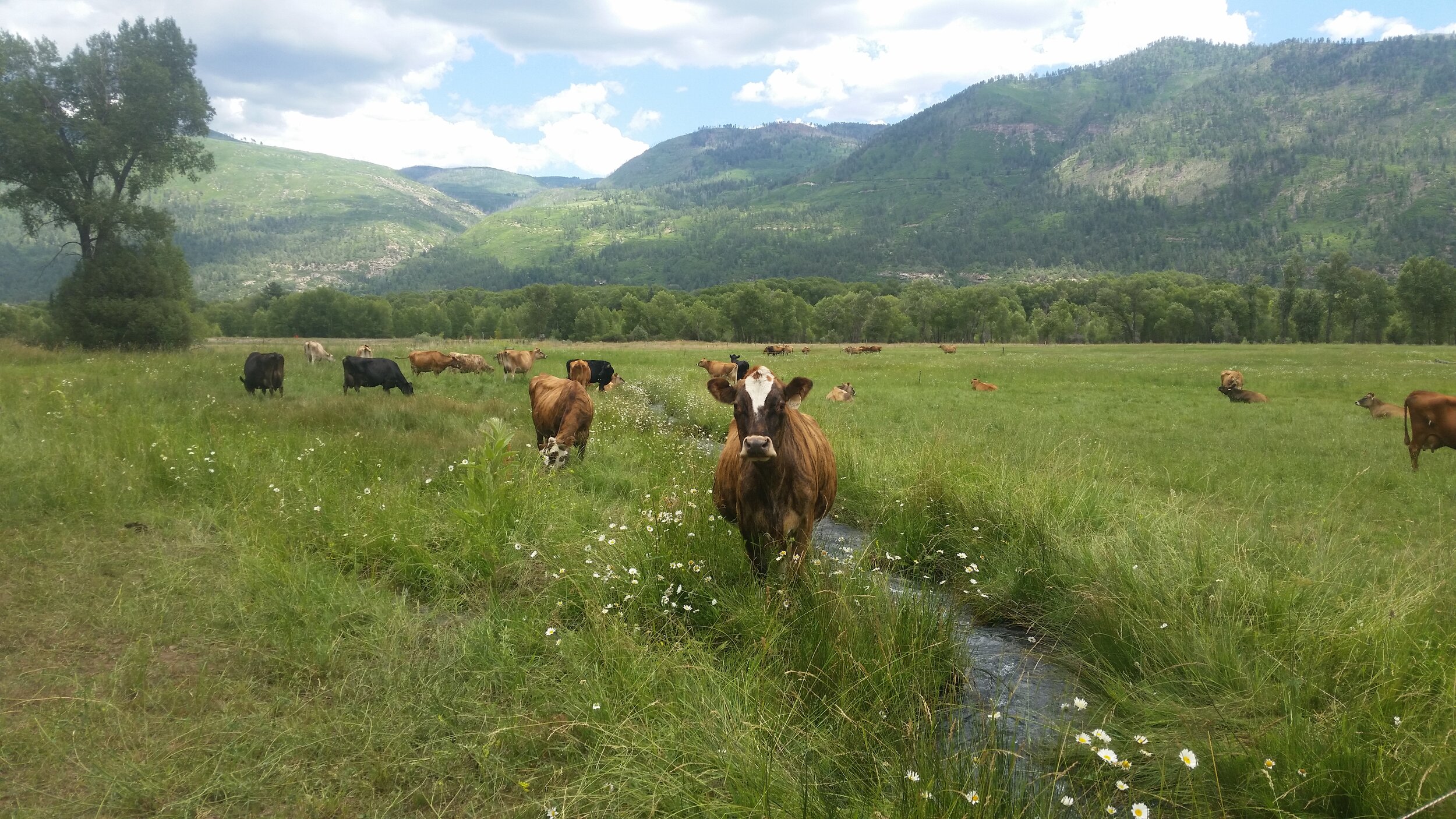 cows_in_pasture.jpg