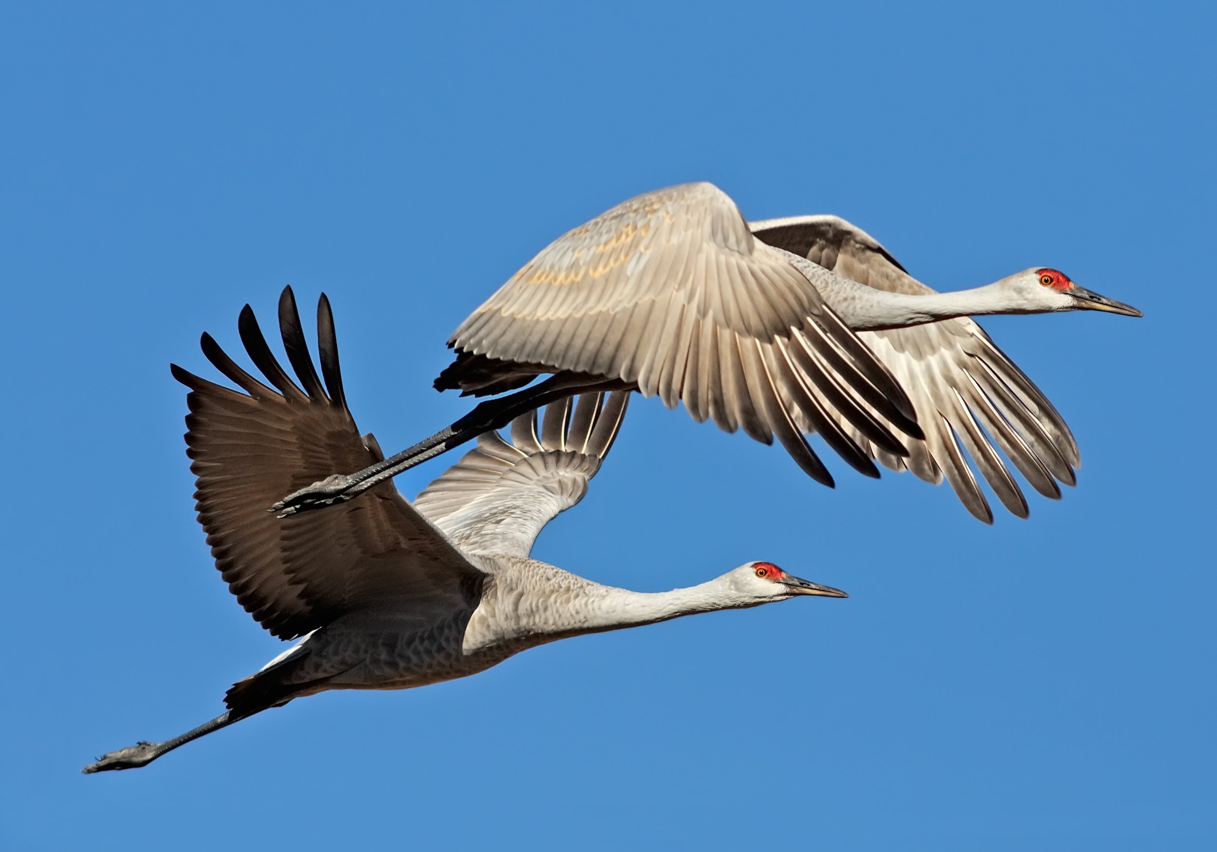 The specialness of sandhill cranes — Keep It Colorado