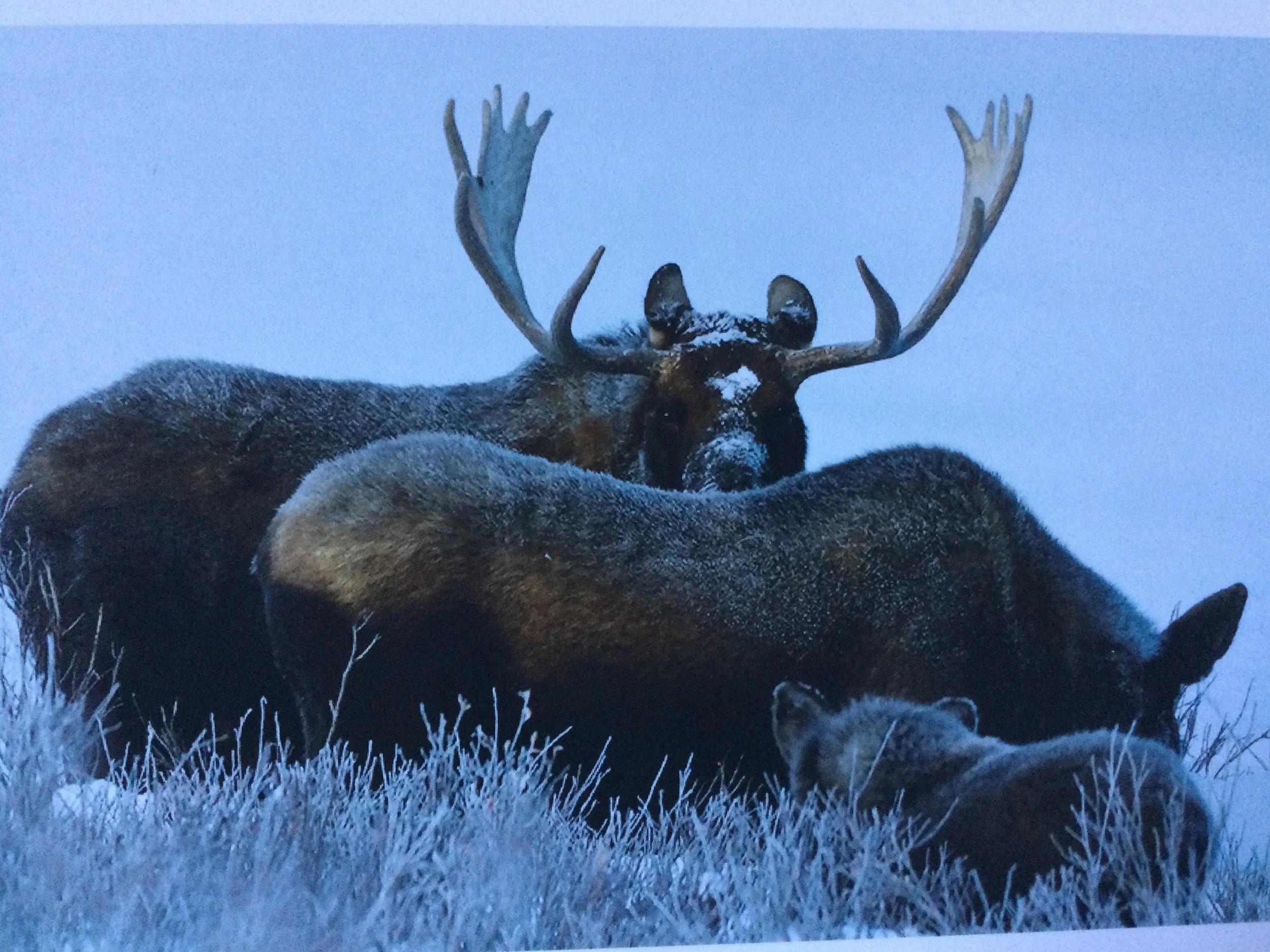 Creating a Sanctuary for Wildlife and Their Habitat