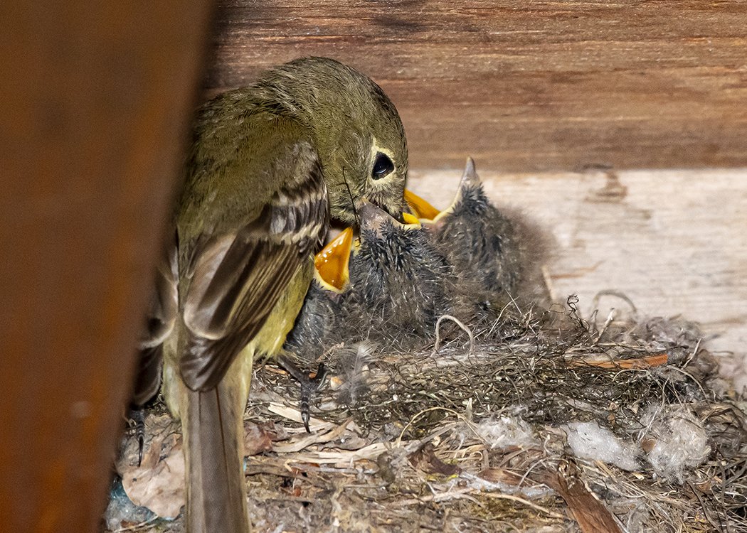 Feeding Birds - Steve Sunday.jpeg