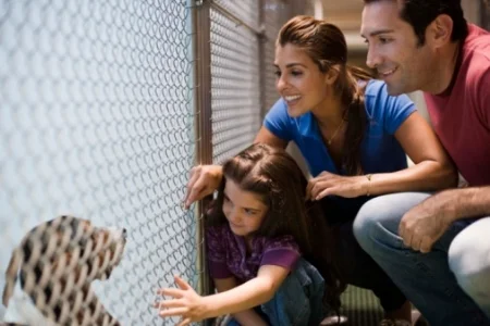 dog_adoption.6792437_std.jpg