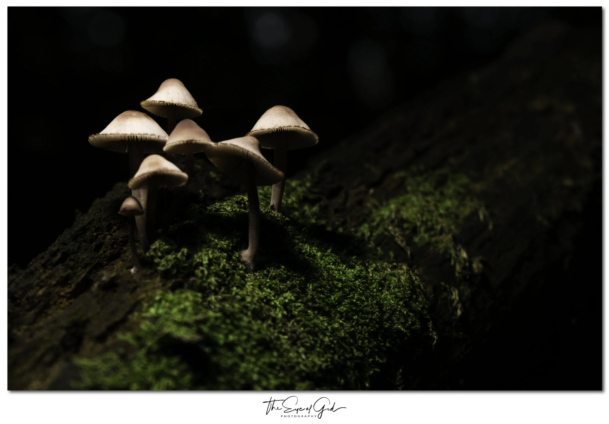 By opting to utilise a single light-source from above, I created an a clandestine atmosphere wherein the group of 'shrooms are apparently discussing something you shouldn't know.