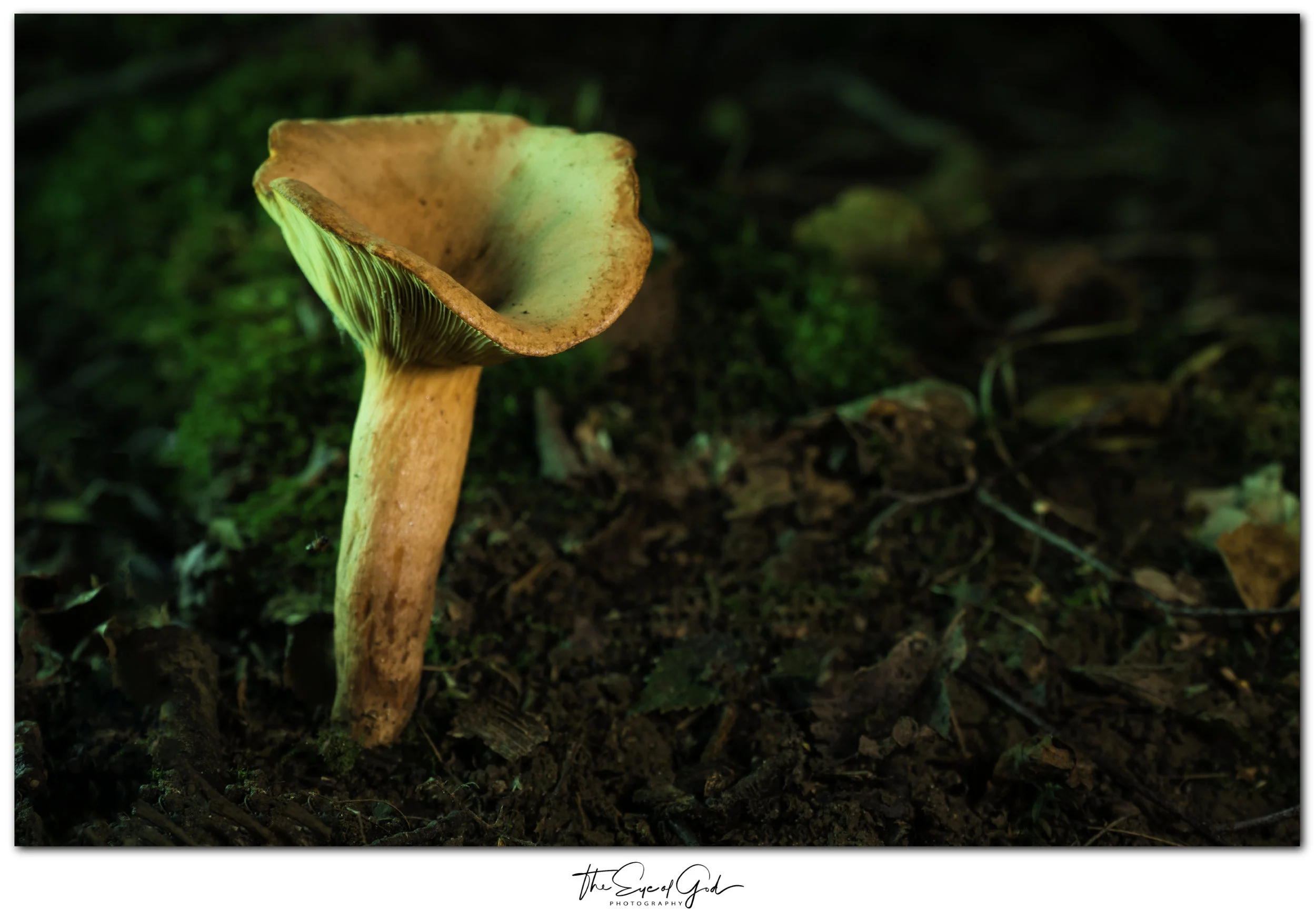 I found this wonderful Chanterelle ( Cantharellus Cibarius) sheltering underneath the remnants of an old Birch; note the uncluttered area around its base & the photobombing insect to the left of the stem!