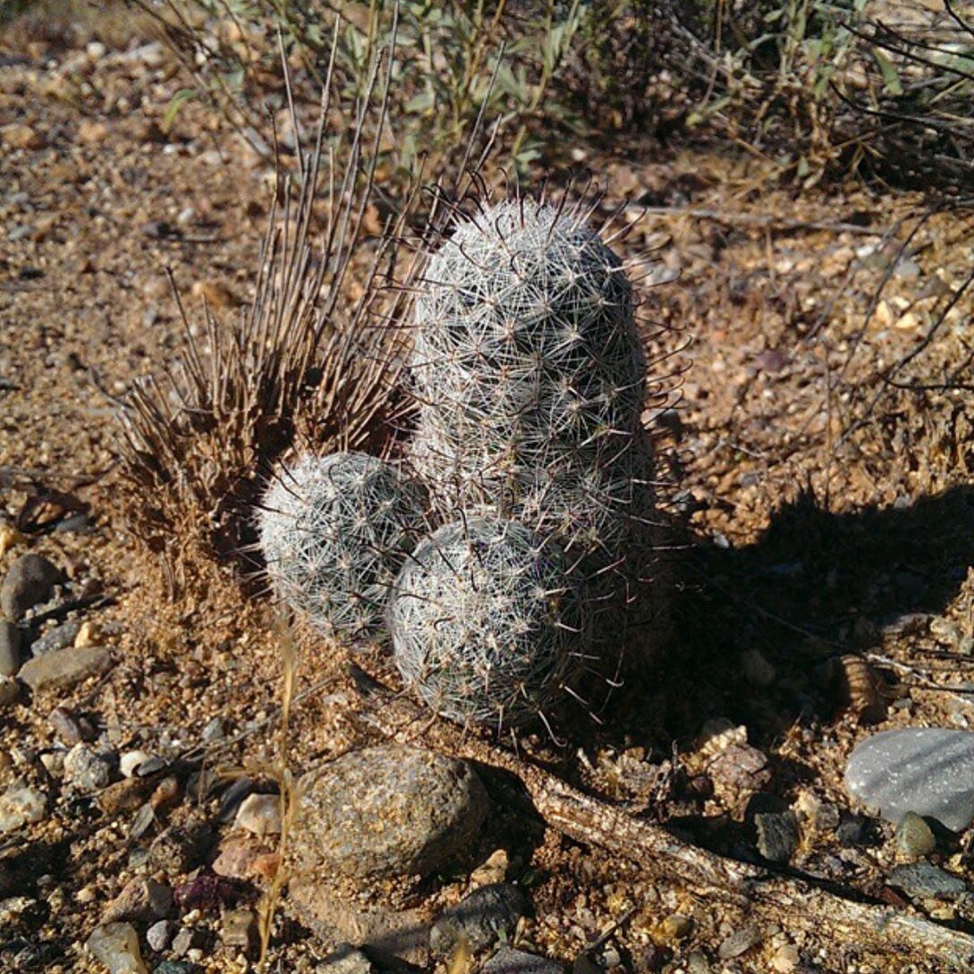 Prickly