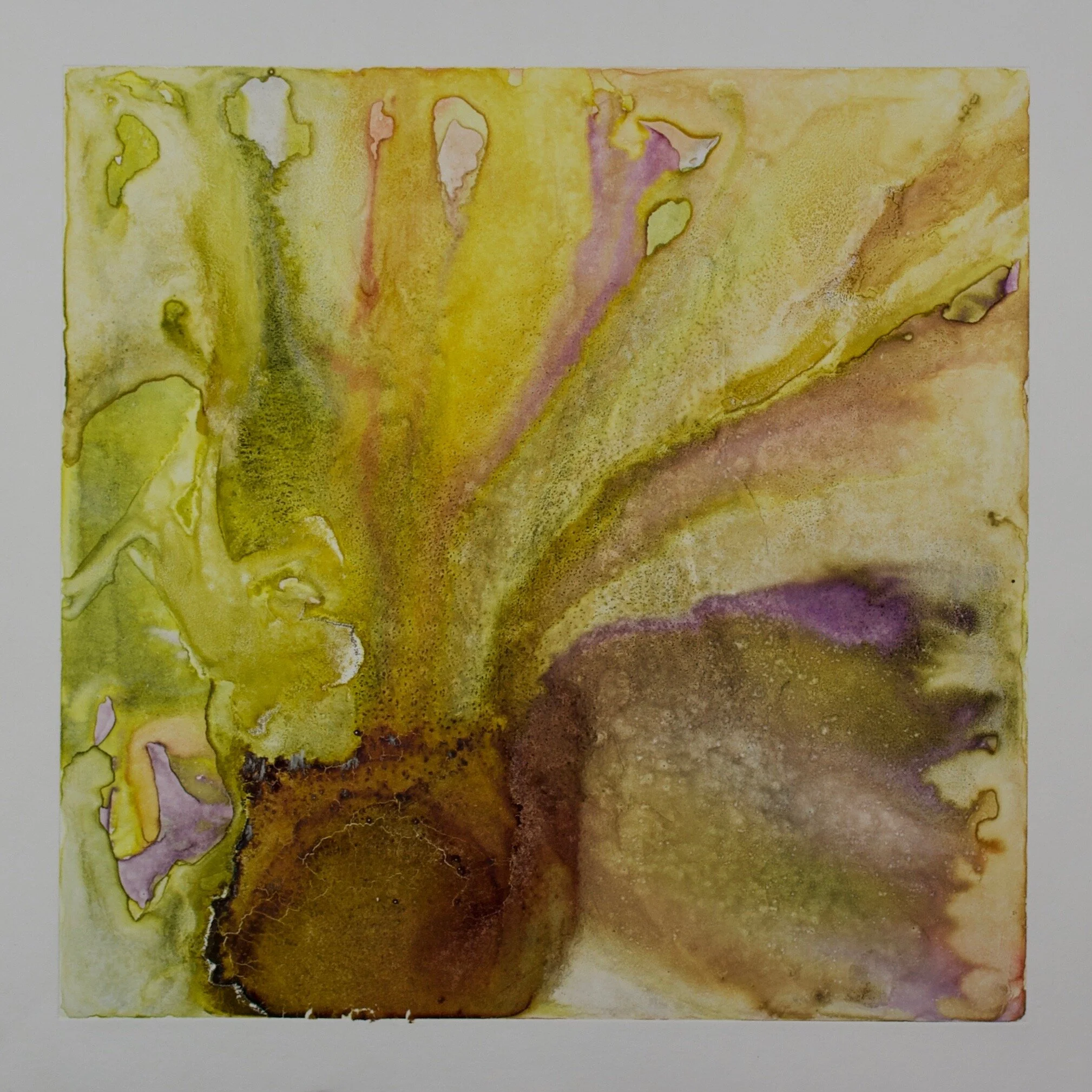 Slide IV  Natural Dyes on Cotton Rag Paper  15”x 15”