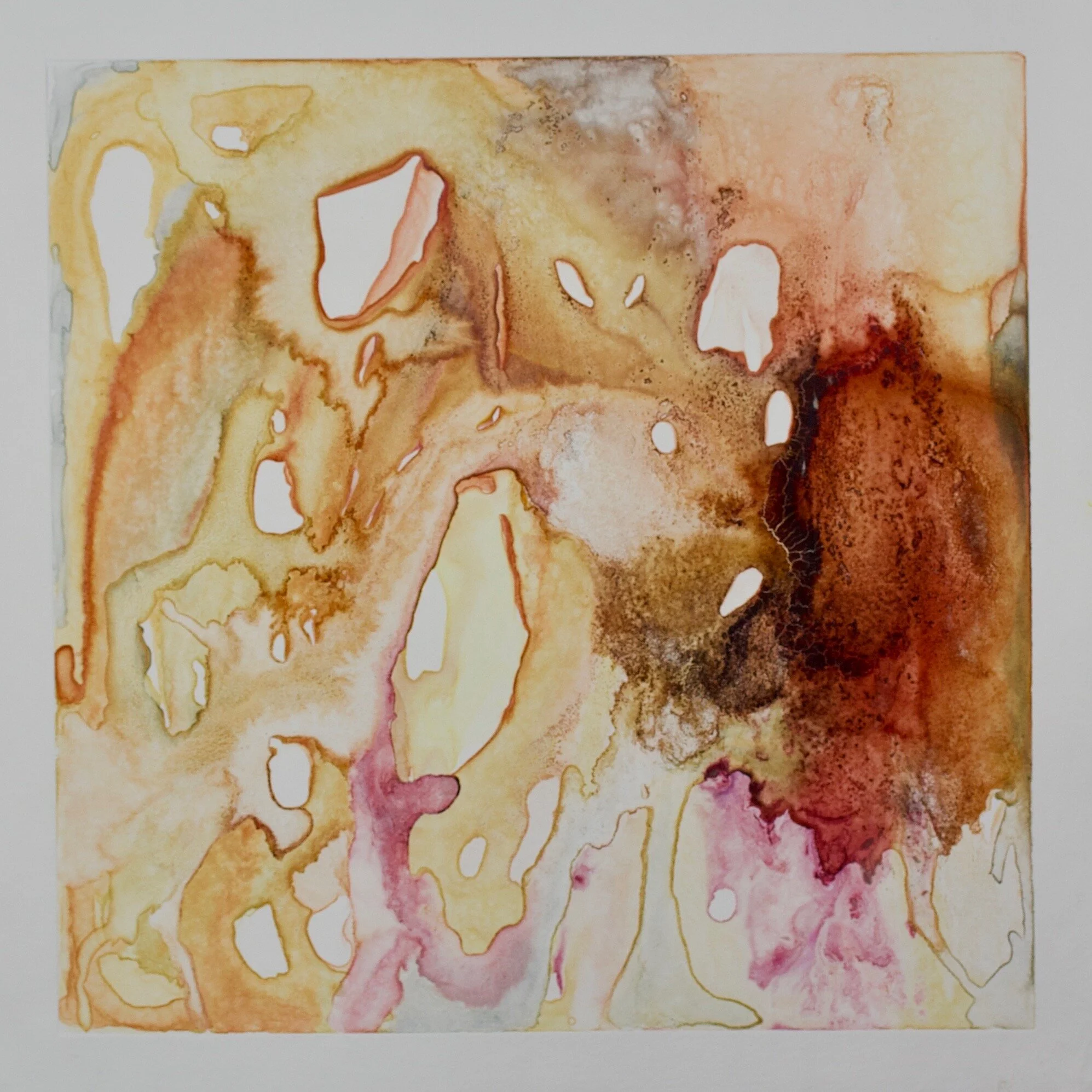 Slide V  Natural Dyes on Cotton Rag Paper  15”x 15”