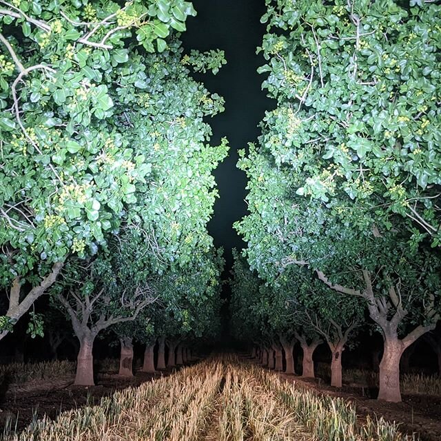 Pistachio orchard at night 🙌 Simply gorgeous to drive down this row and capture such a striking shot 💚 .
.
.

#californialandscape #orchardlandscape #orchardart #orchardatnight #californiaartist #agart #agriculturallandscape #agriculture #nightlife