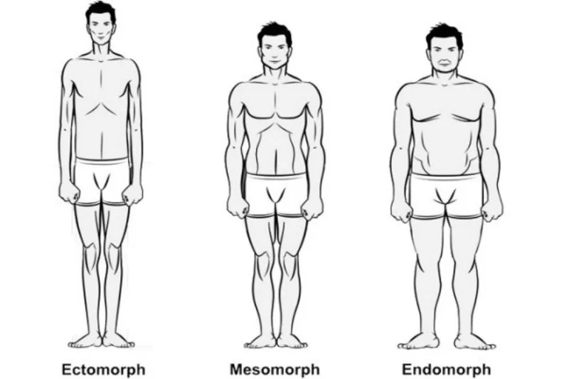 Somatotypes: Understanding your body type to optimize your nutrition and training. By coach JKH. 1 Somatotype