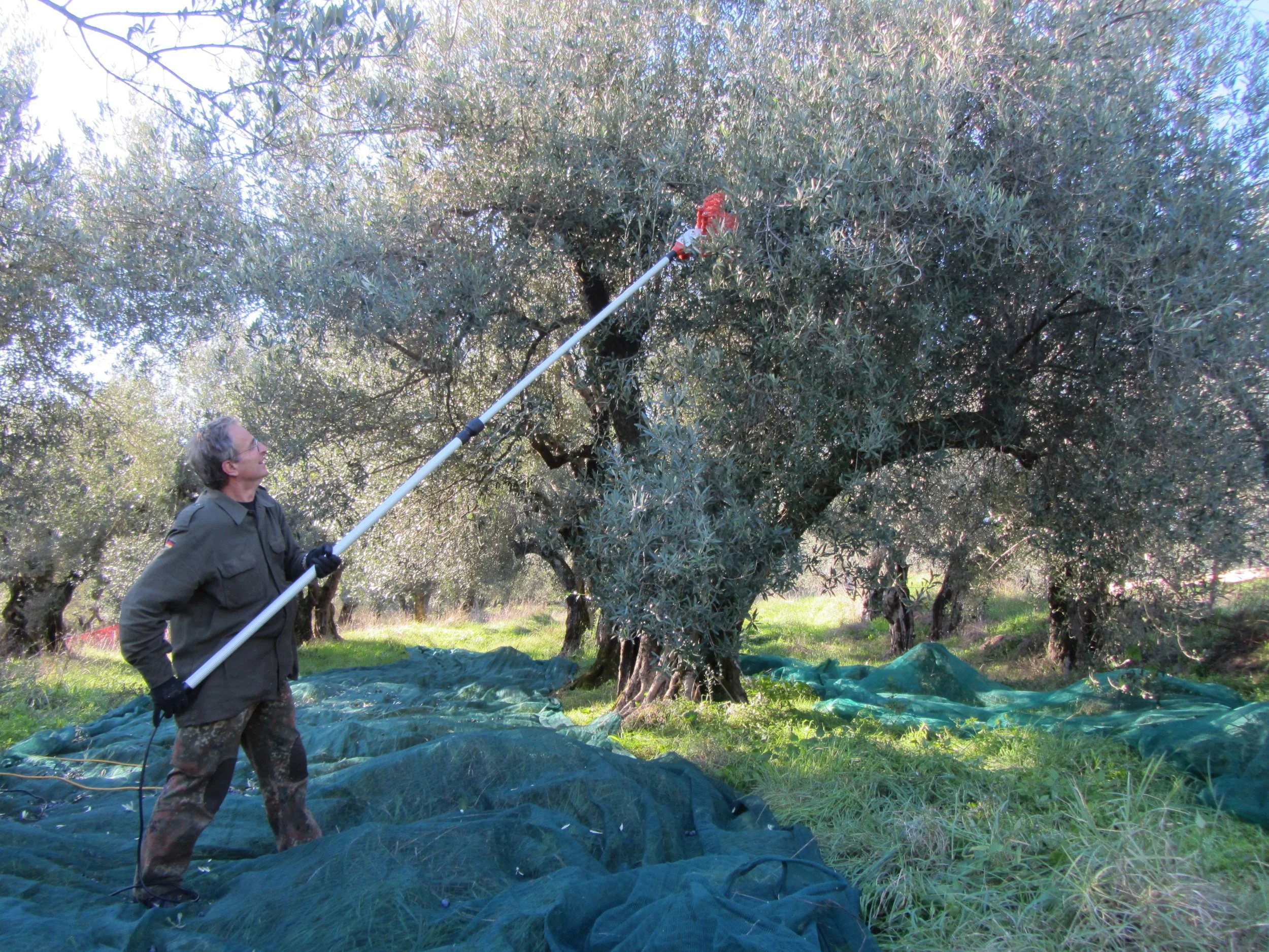 Raccolta olive 003.JPG