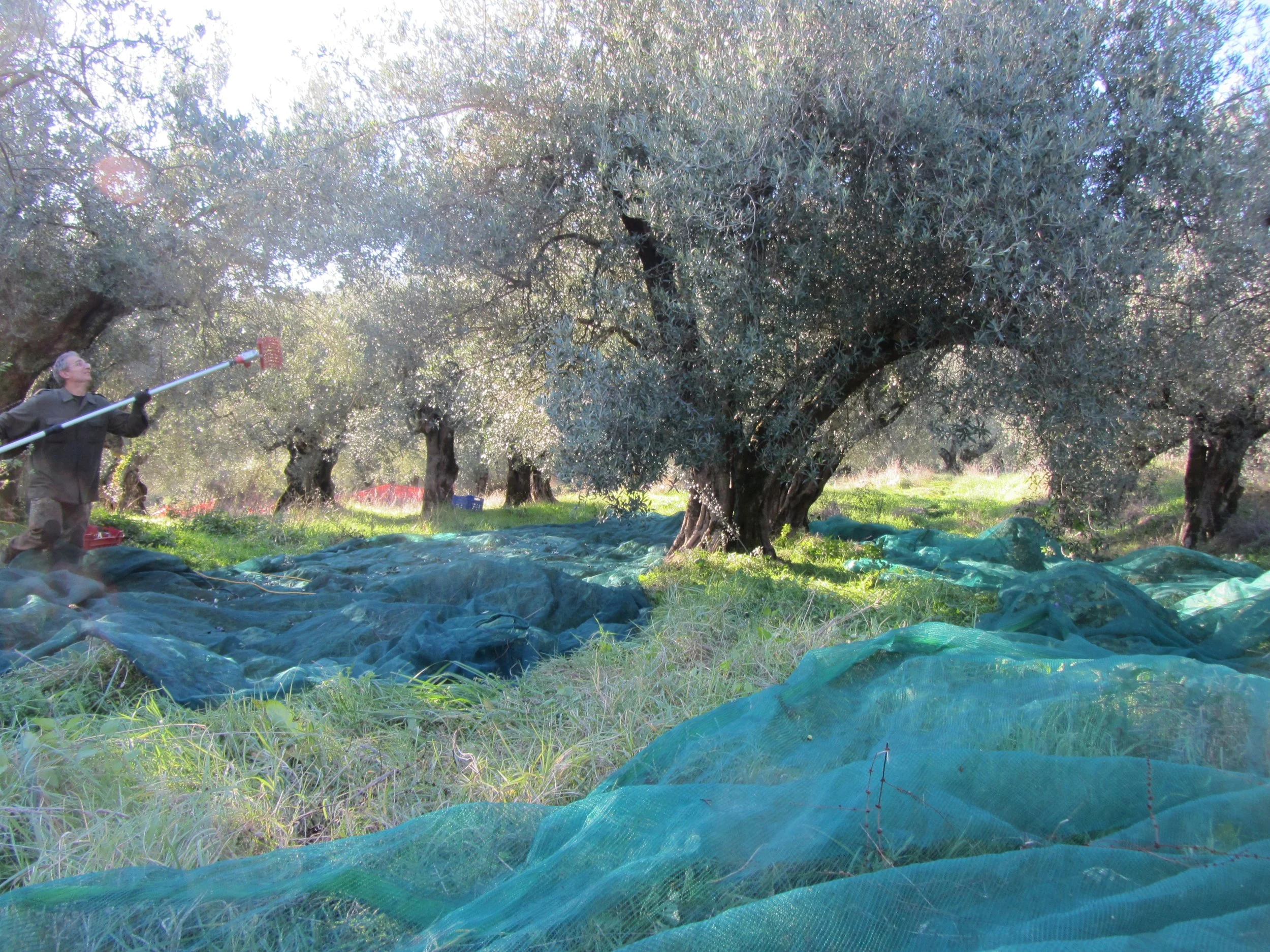 Raccolta olive 001.JPG