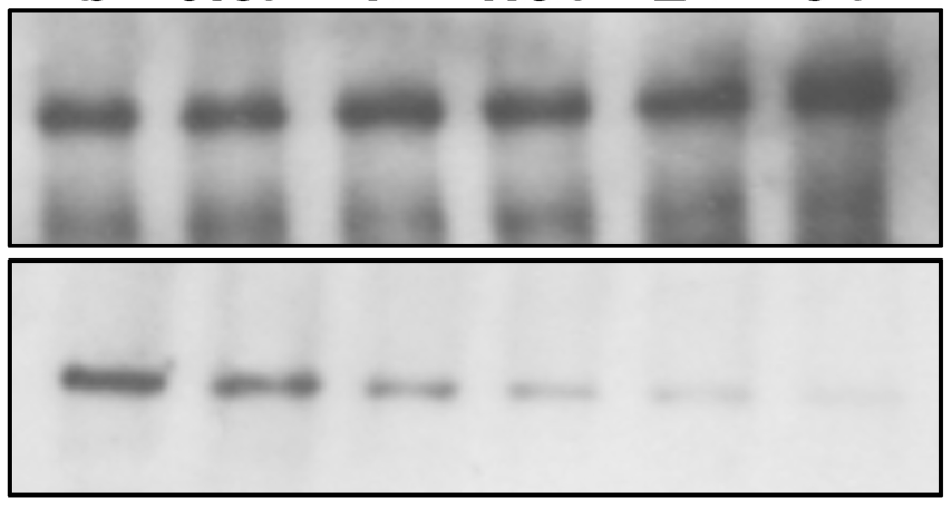 Snf2 deacetylation during meiosis