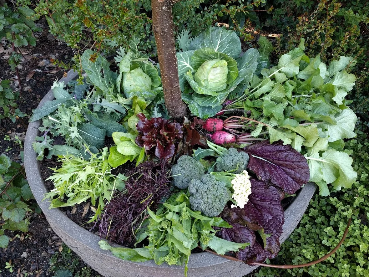 Photography: Edgar Flores Brassica harvest, Fall 2018