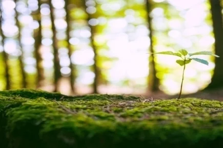 Sapling_on_a_stub.jpg
