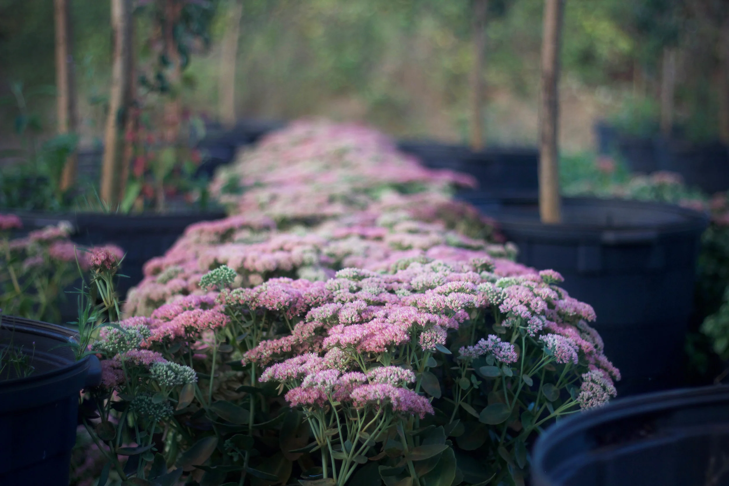 Sedum in September fall color nursery cut flower SS PC.jpg