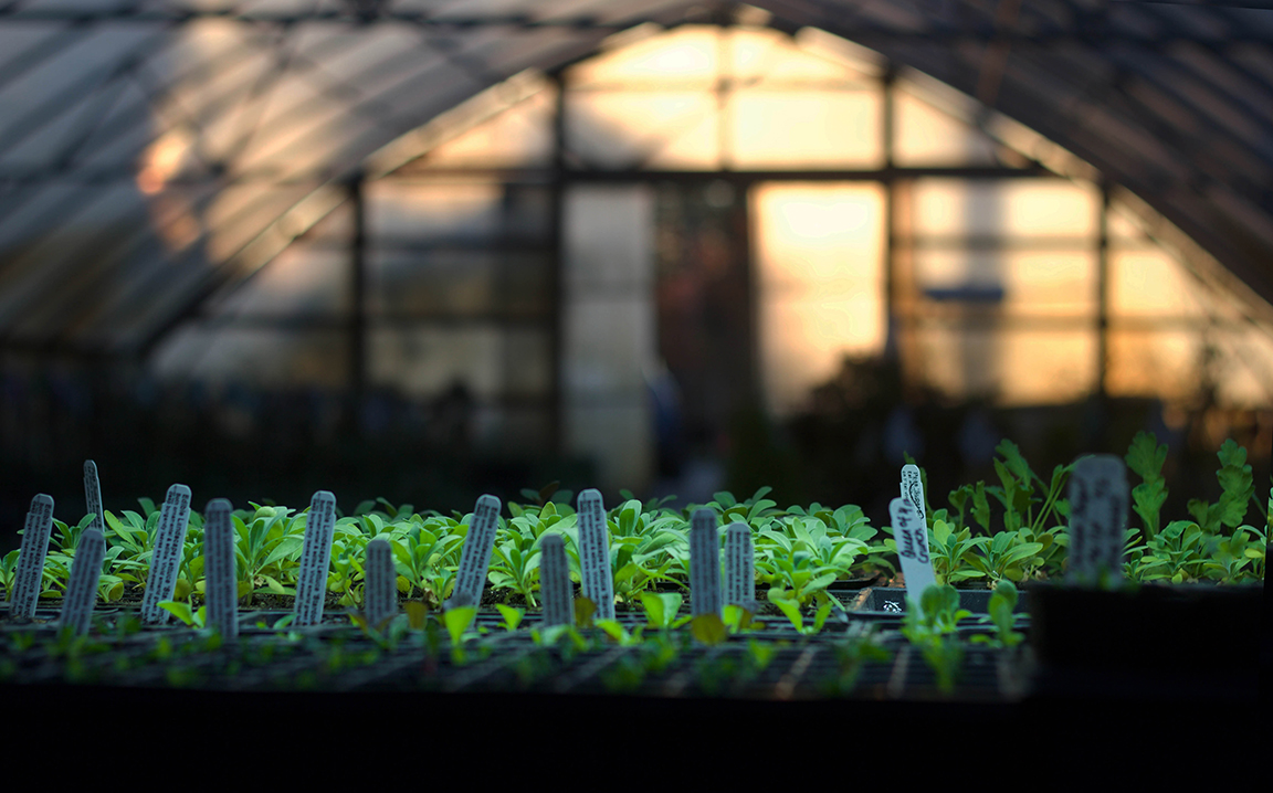 reduced green house at sunset, propogation nursery pine creek scattered seeds.jpg