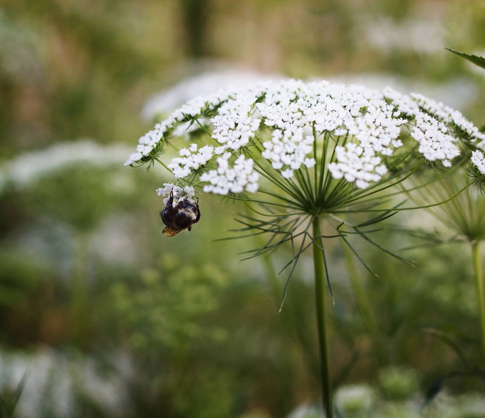 scattered seeds ammi 1.jpg