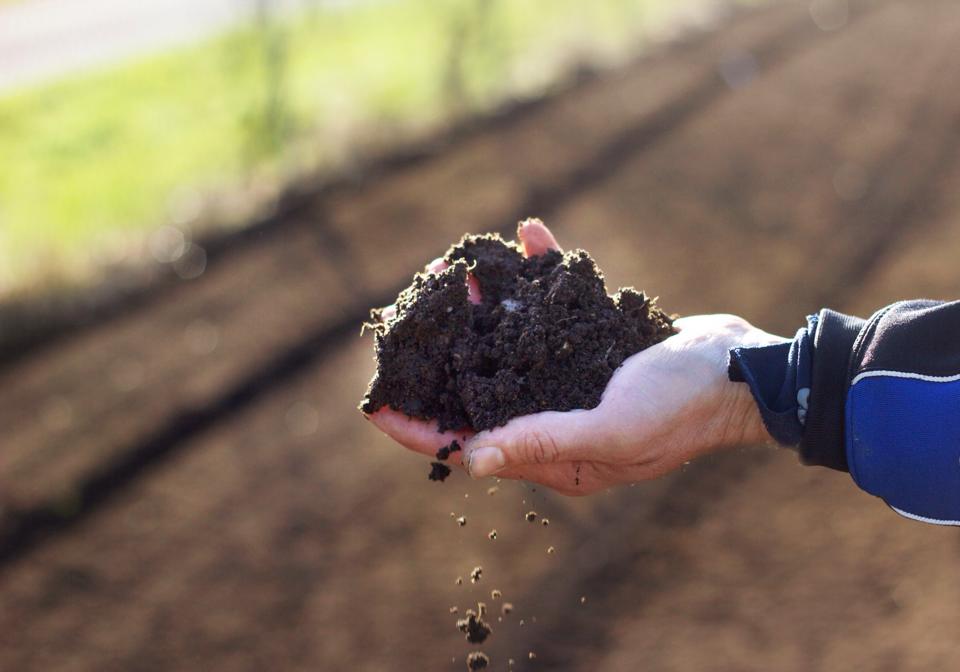 scattered seeds dirty hand.jpg