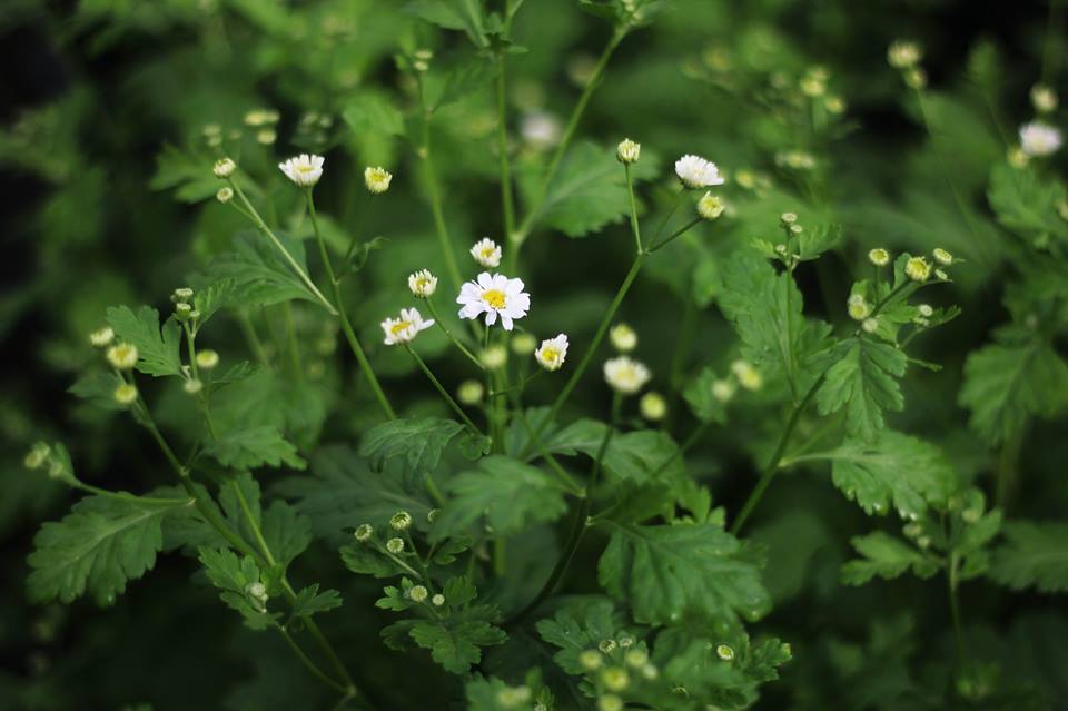 scattered seeds feverfew.jpg