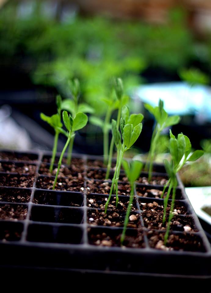 scattered seeds sweet pea starts.jpg