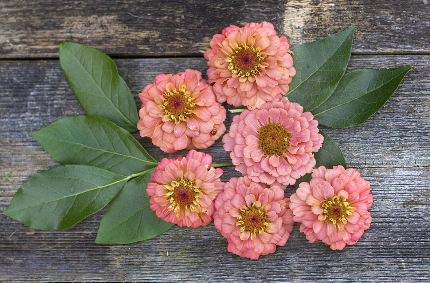 Salmon zinnias…