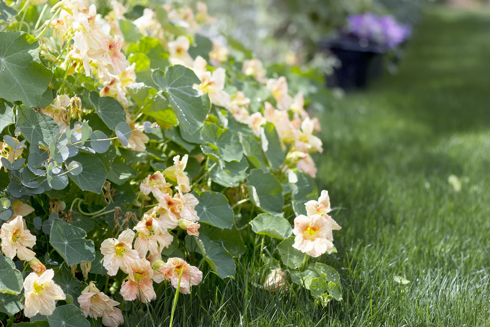 Nasturtiums are a beautiful edible flower! They smell sweet too:)