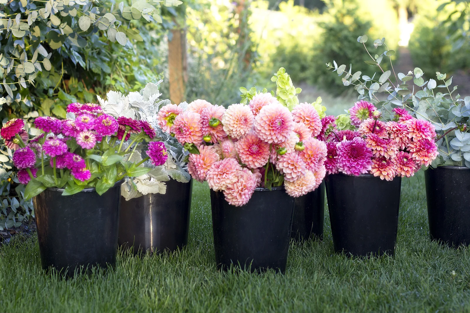 reduced_ss_bucket_sales_bulk_flowers_dahlias_zinnias.jpg