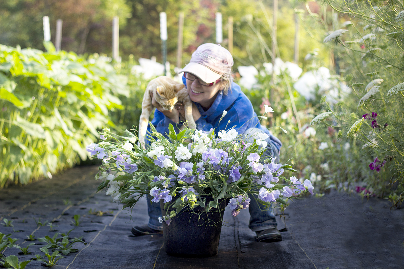 reduced_ss_gwen_sulley_sweet_peas_lavender_summer.jpg