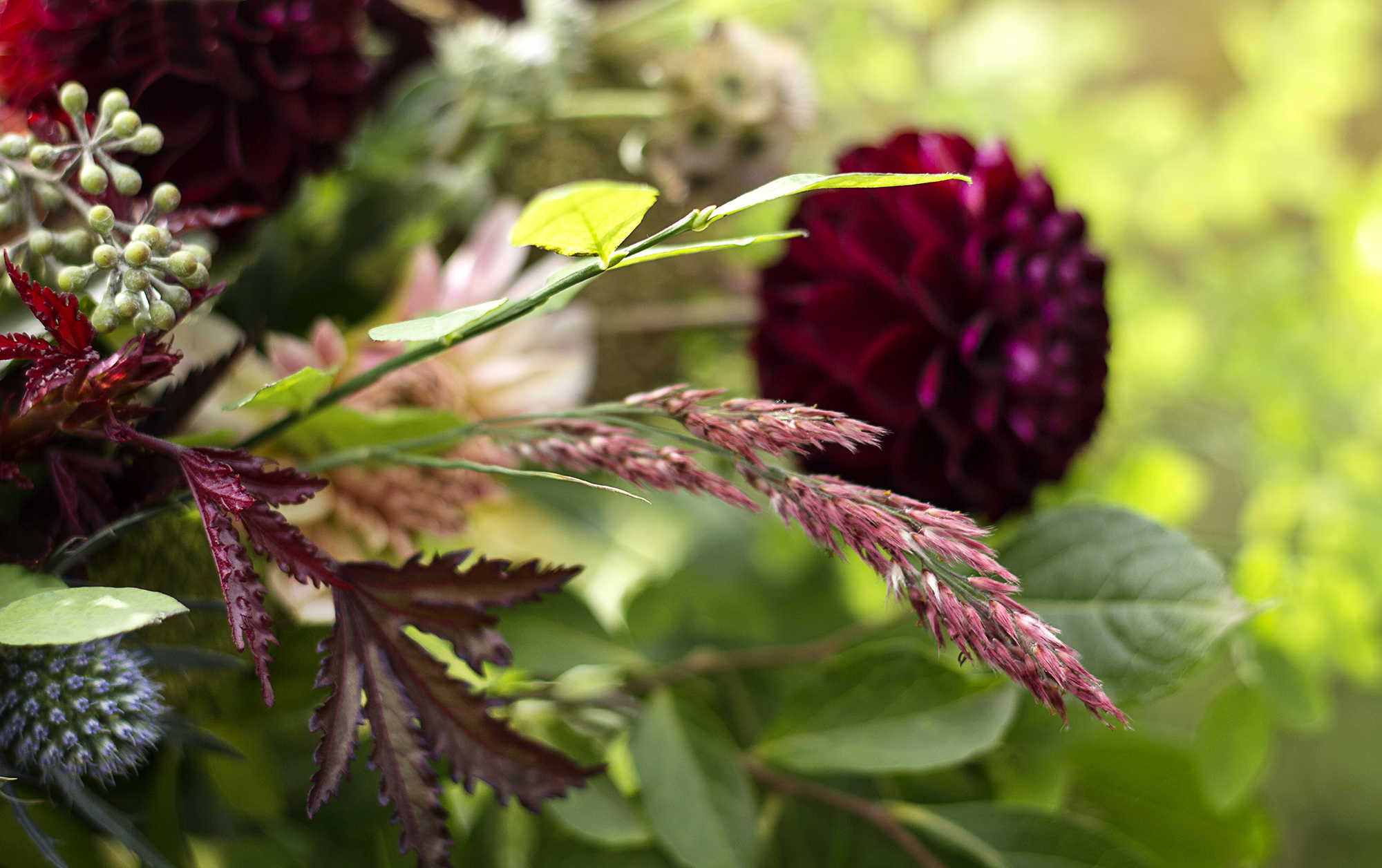 reduced_ss_ruby_grass_fall_arrangement_dahlias_sea_holly_hibiscus_foliage.jpg