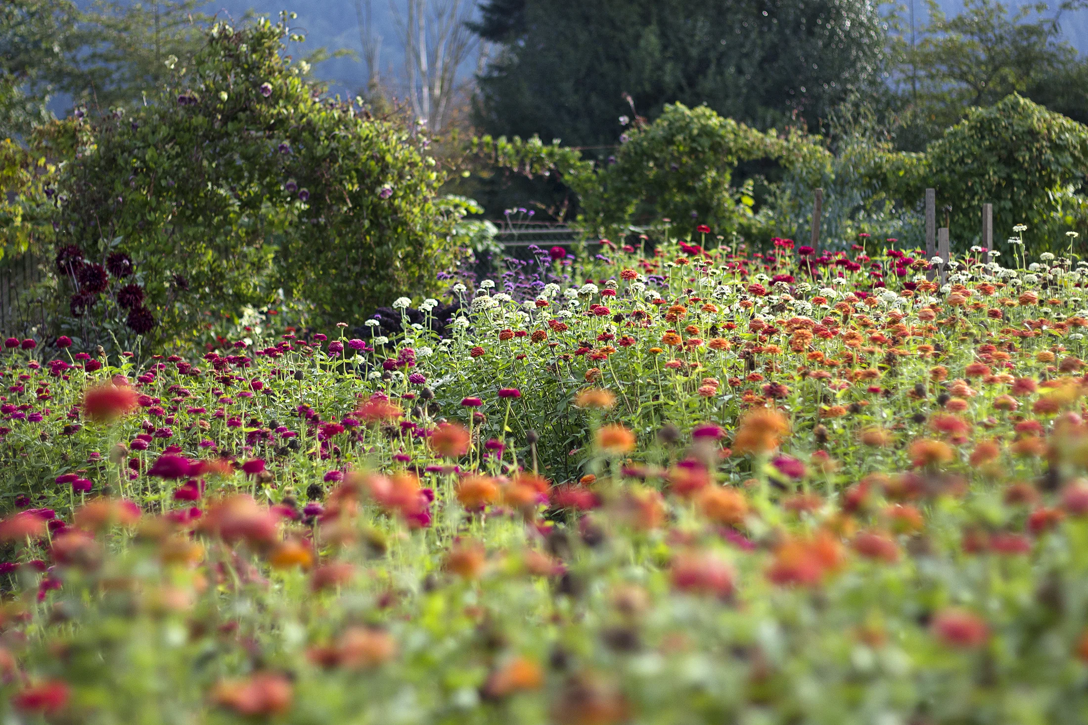 reduced_ss_fall_garden_october_zinnias_gazebo.jpg