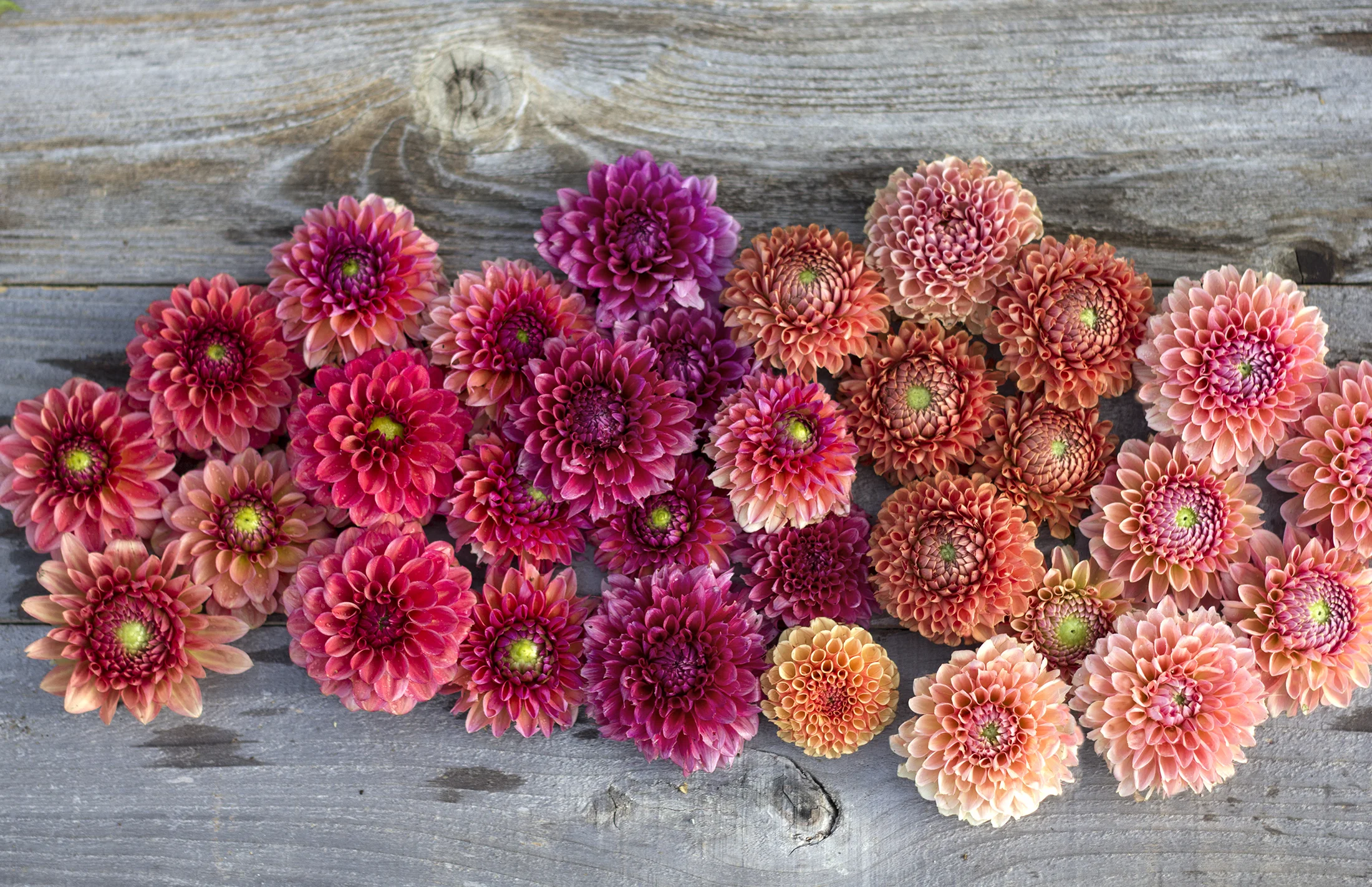 reduced_ss_assorted_dahlias_summer_pink_peach_coral.jpg