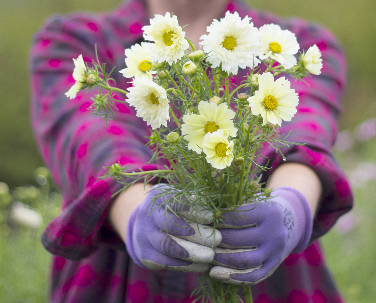 reduced_ss_cosmos_xanthos_cupcake_flower_farm_cut_flowers.jpg