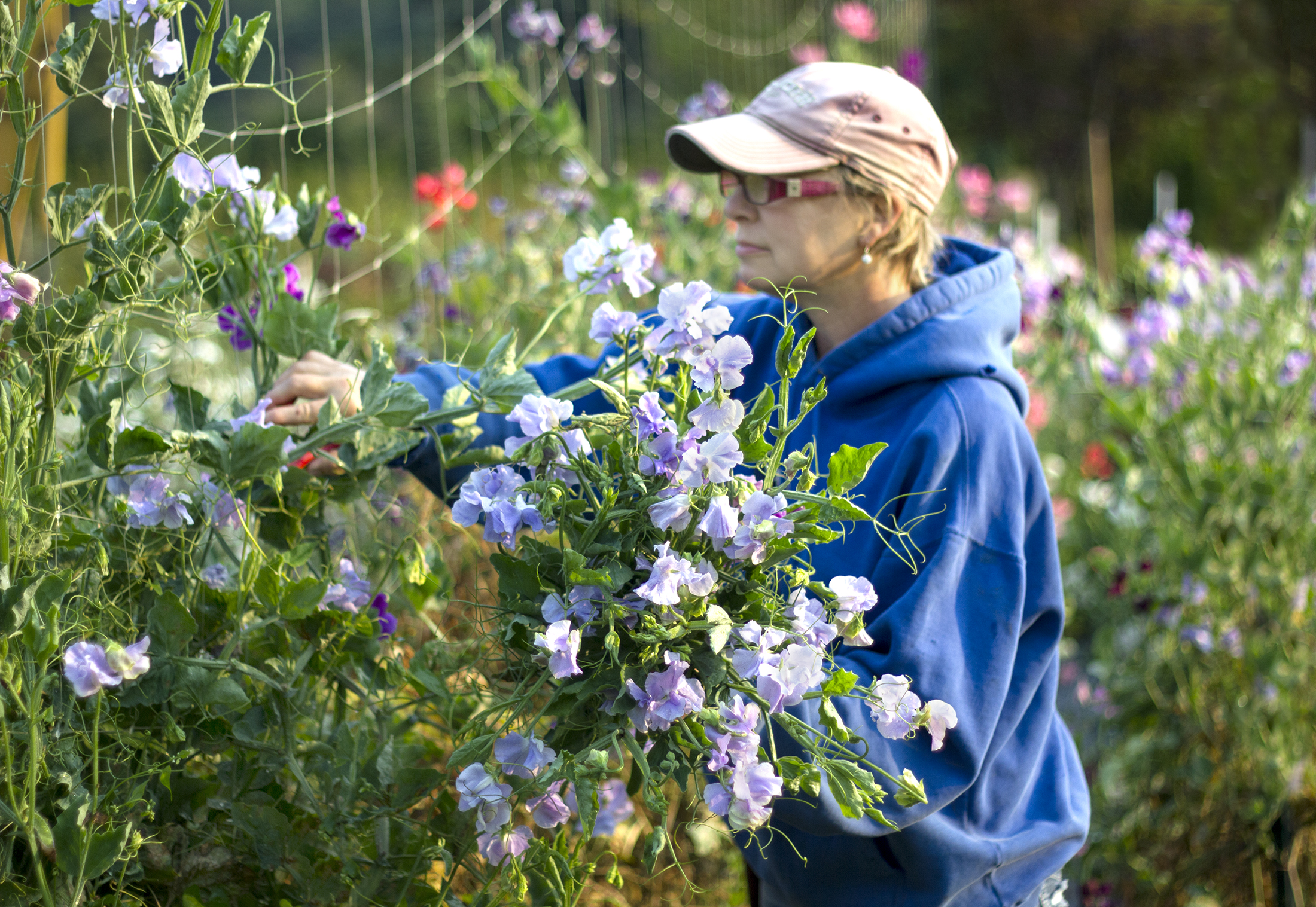 reduced_ss_gwen_cutting_sweet_peas_garden_morning_lavender.jpg