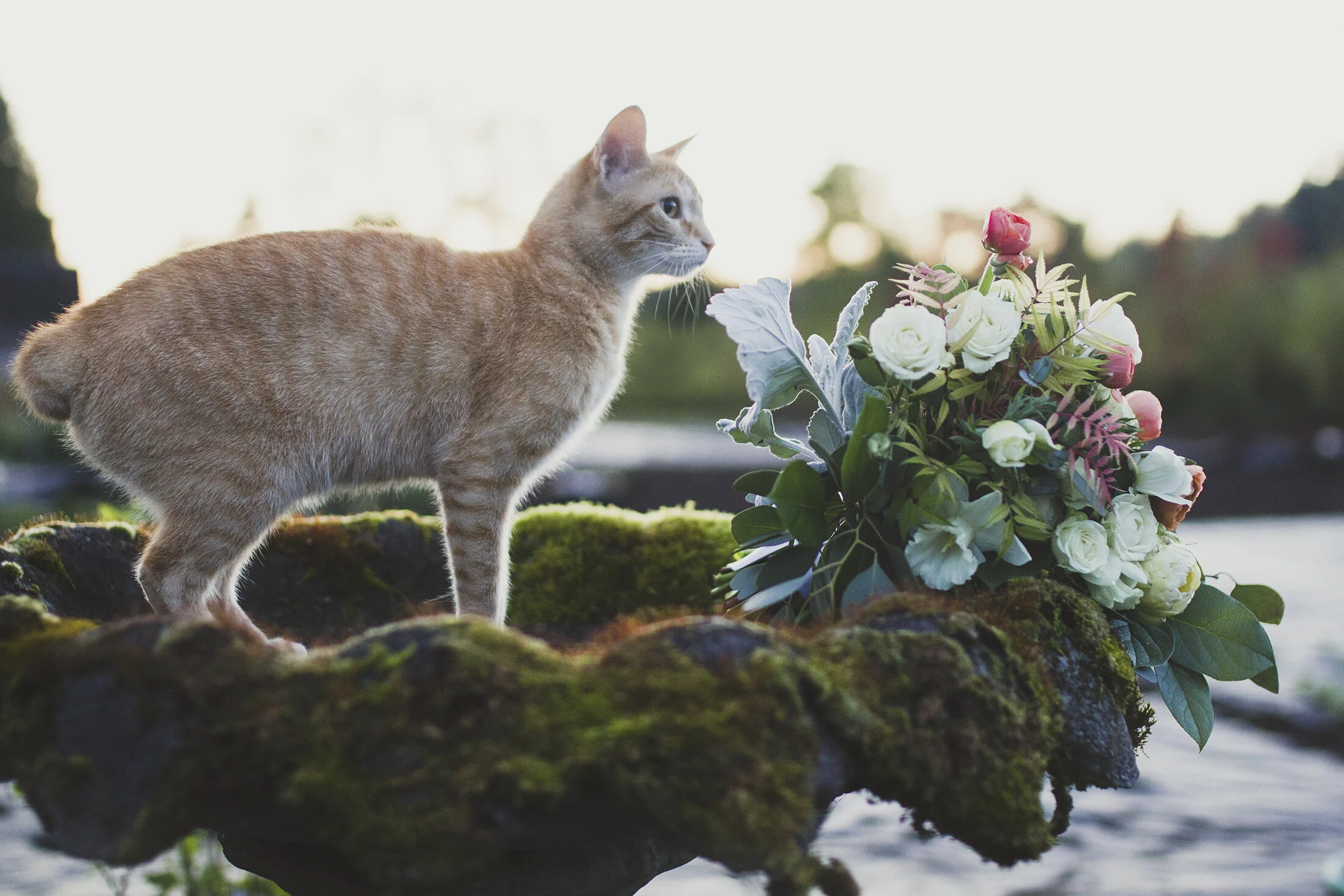 Sulley our cat with a bridal bouquet in the garden