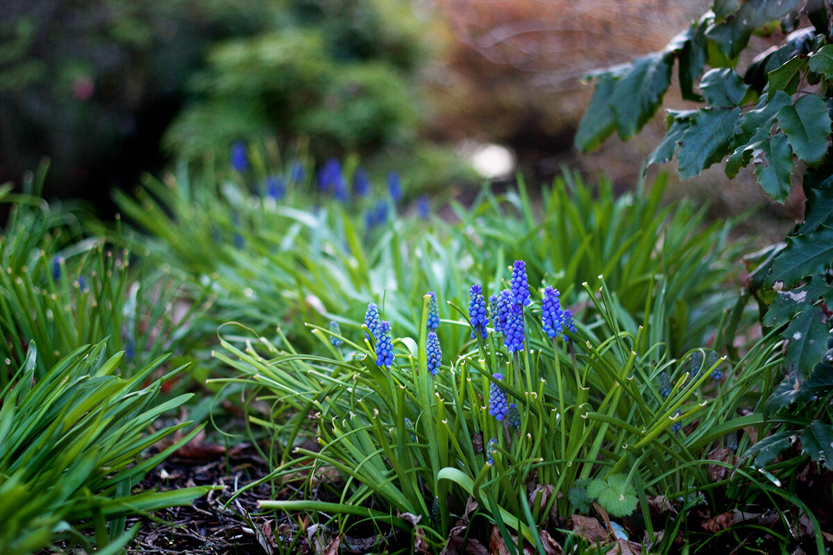 reduced grape hyacinth spring flowers bulbs pc ss cut flowers.jpg