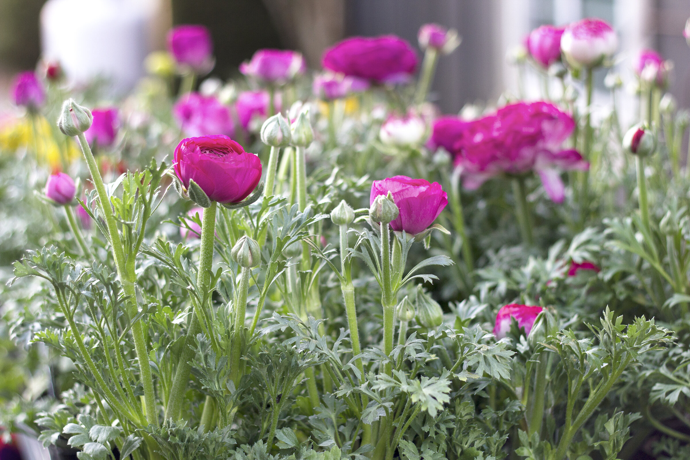 reduced_pc_nursery_ranunculus_spring_flowers.jpg