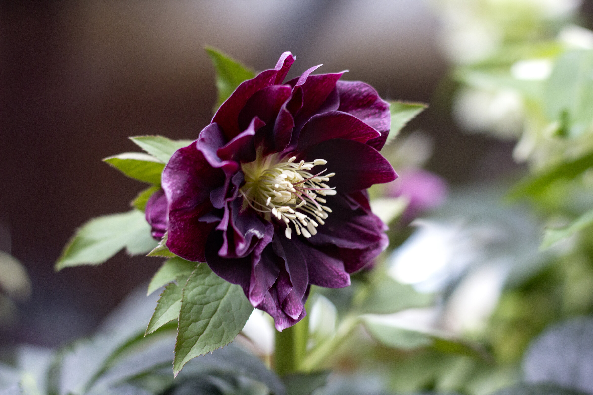 reduced_pc_nursery_ss_hellebore_winter_flowers.jpg