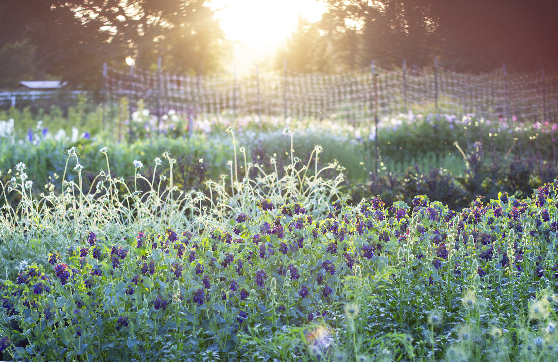 reduced_ss_cerinth_scabiosa_field_shot_trellis_sunset_delphinium.jpg