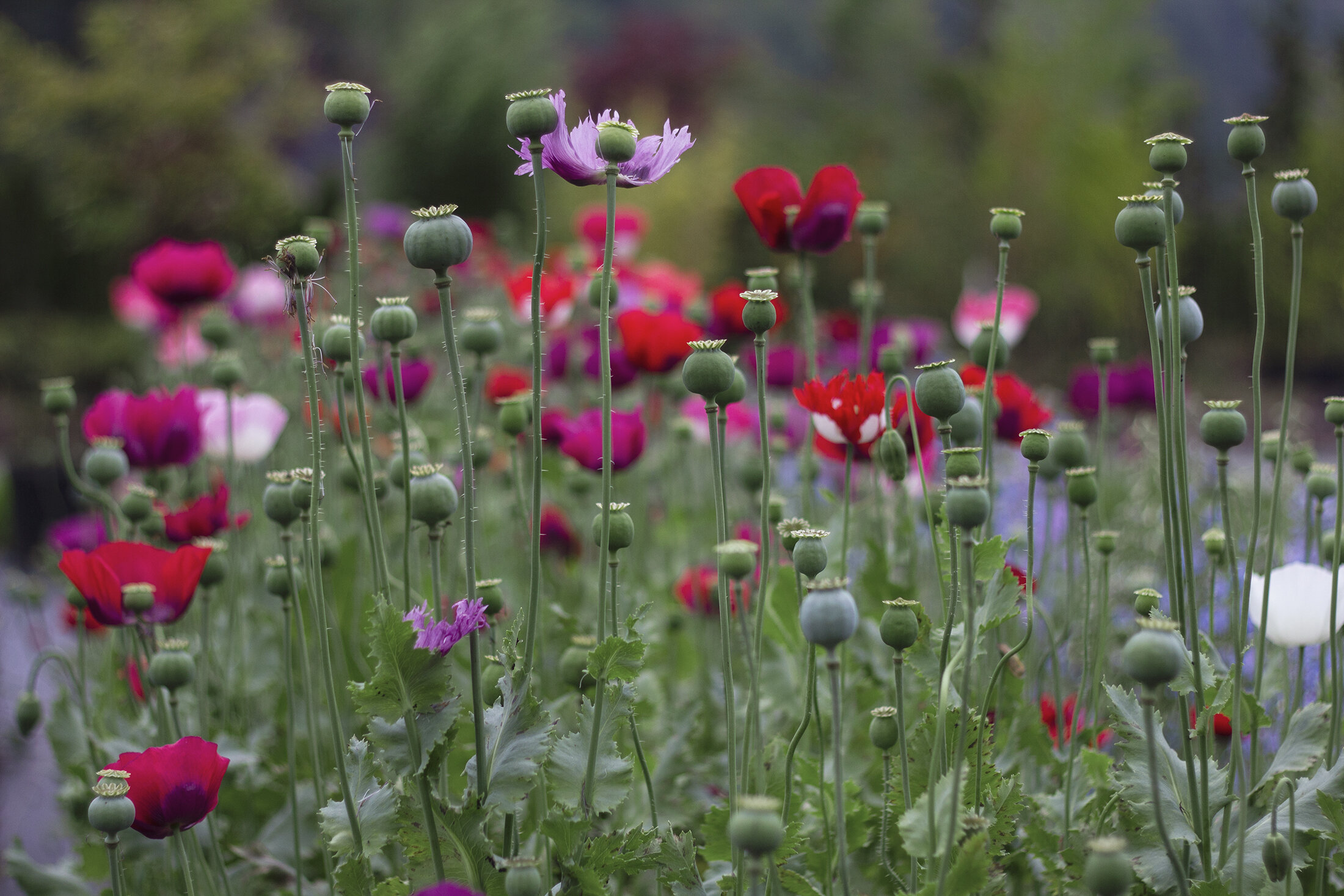 reduced_ss_poppy_field_breadseed_pods_flower_farm.jpg