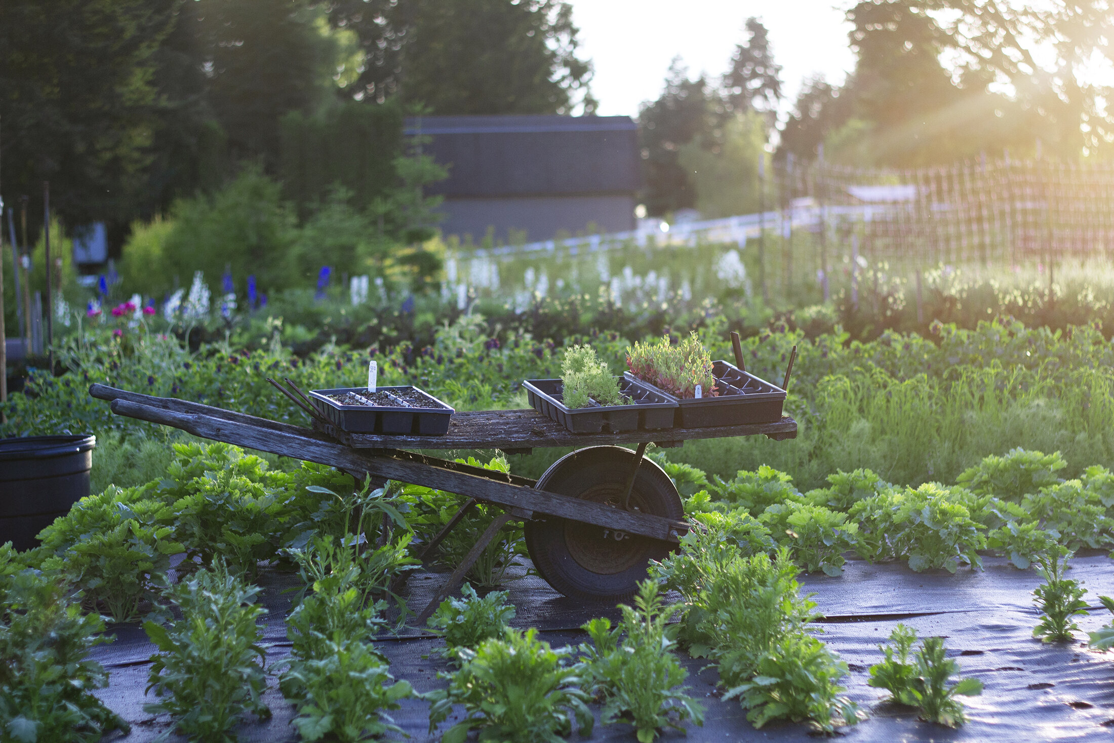 reduced_ss_field_shot_spring_wheelbarrow_sunset.jpg