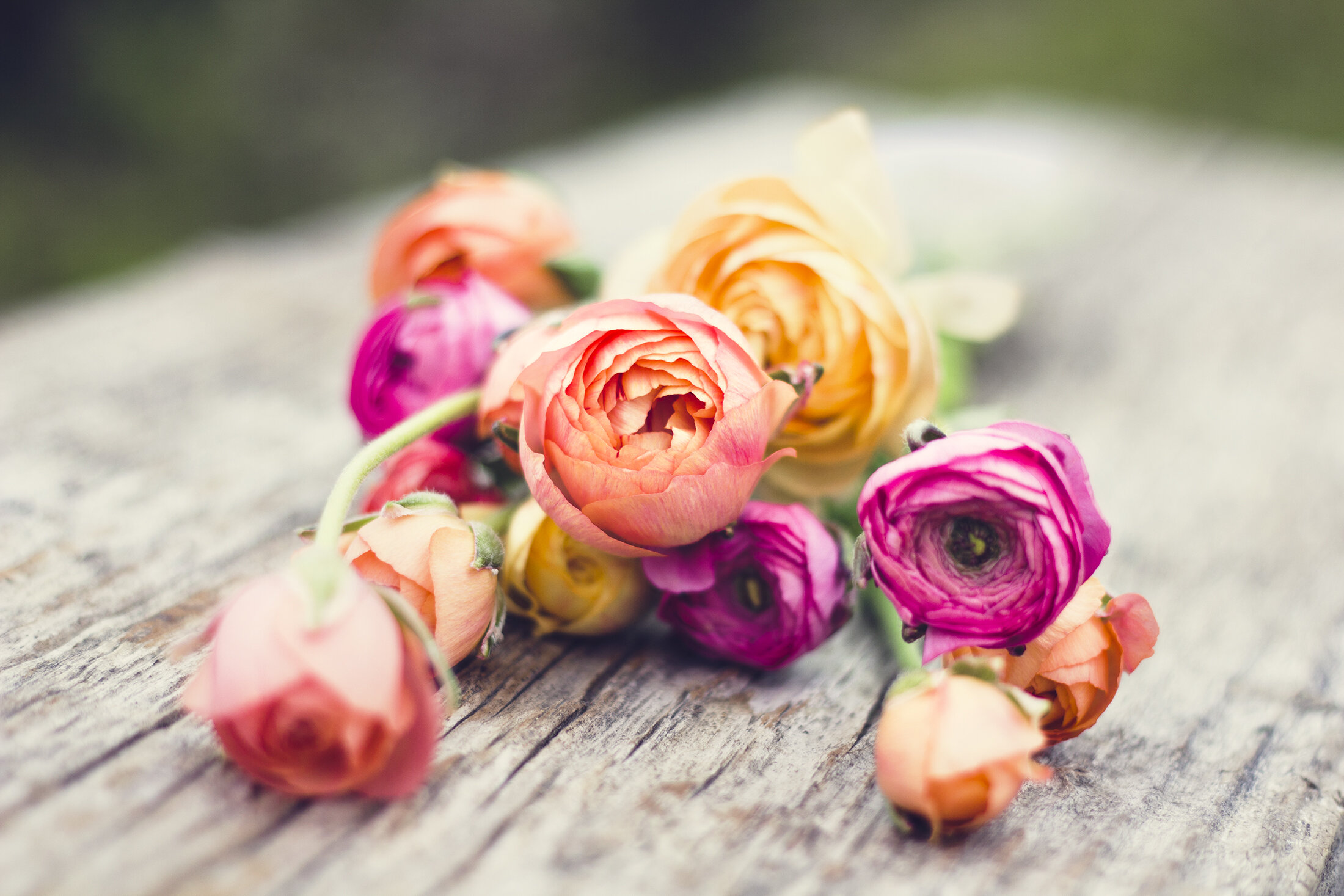 reduced_ss_ranunculus_harvest_peach_pink_spring_flowers_bridal_bouquet.jpg