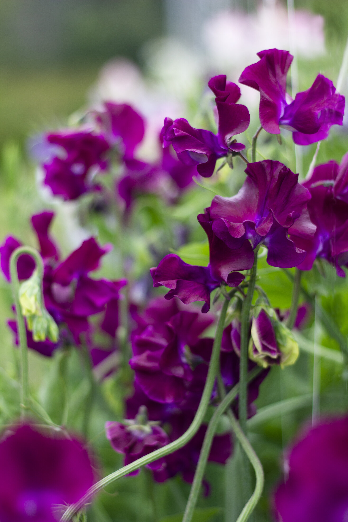 reduced_ss_sweet_peas_violet_purple_trellis_field_spring.jpg