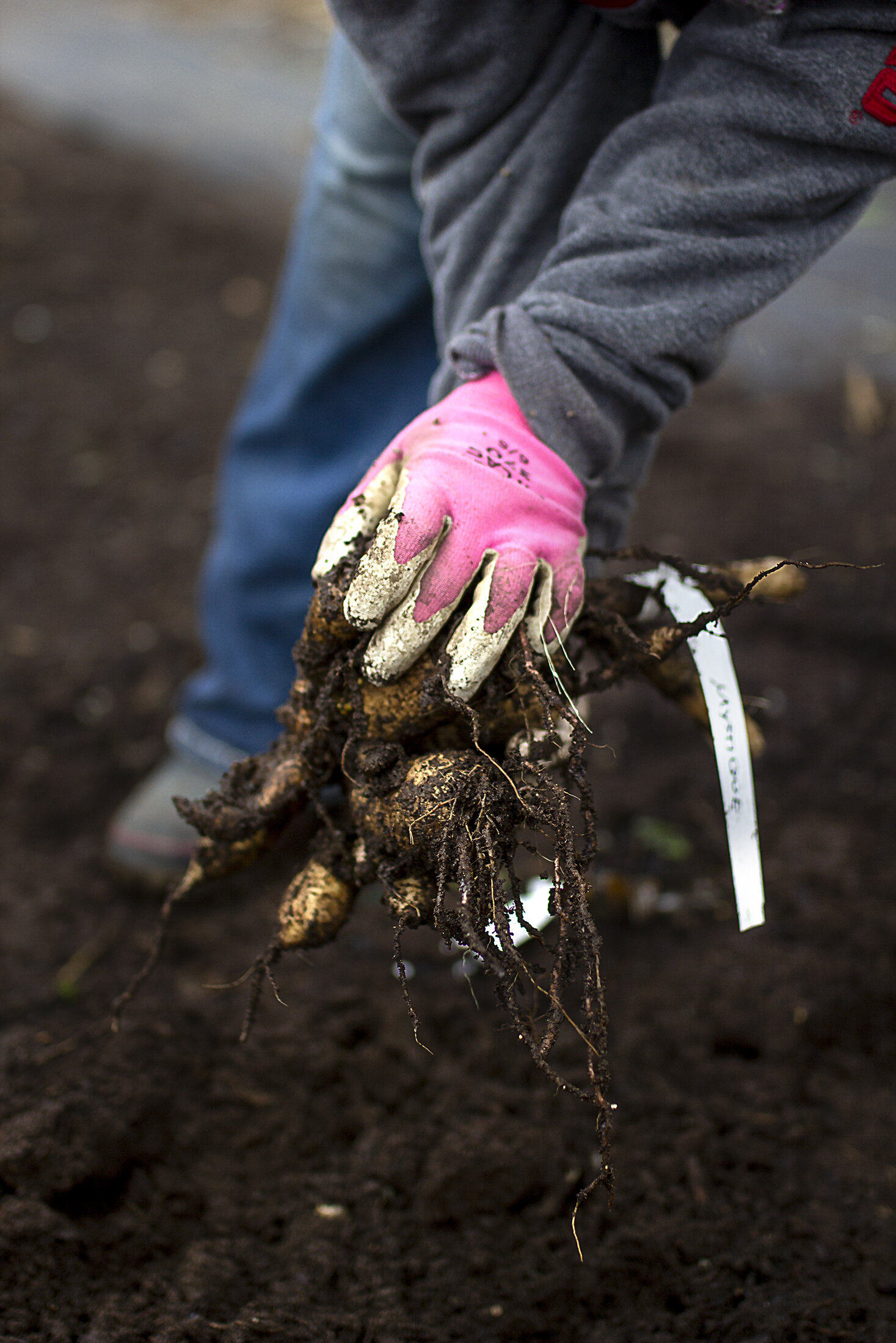 reduced_ss_digging_dahlias_gwen_close_up_field_winter.jpg