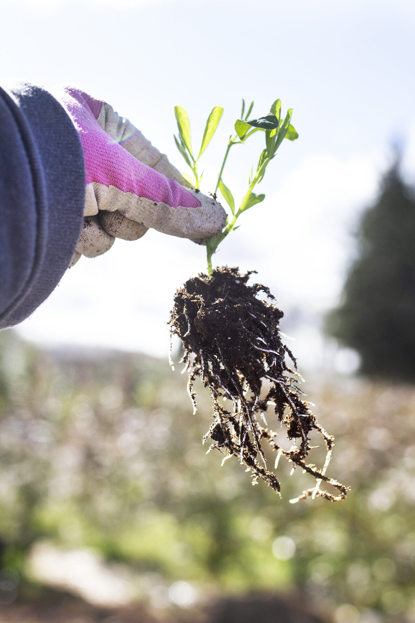 reduced_ss_sweet_pea_roots_transplant_march_planting_farming.jpg