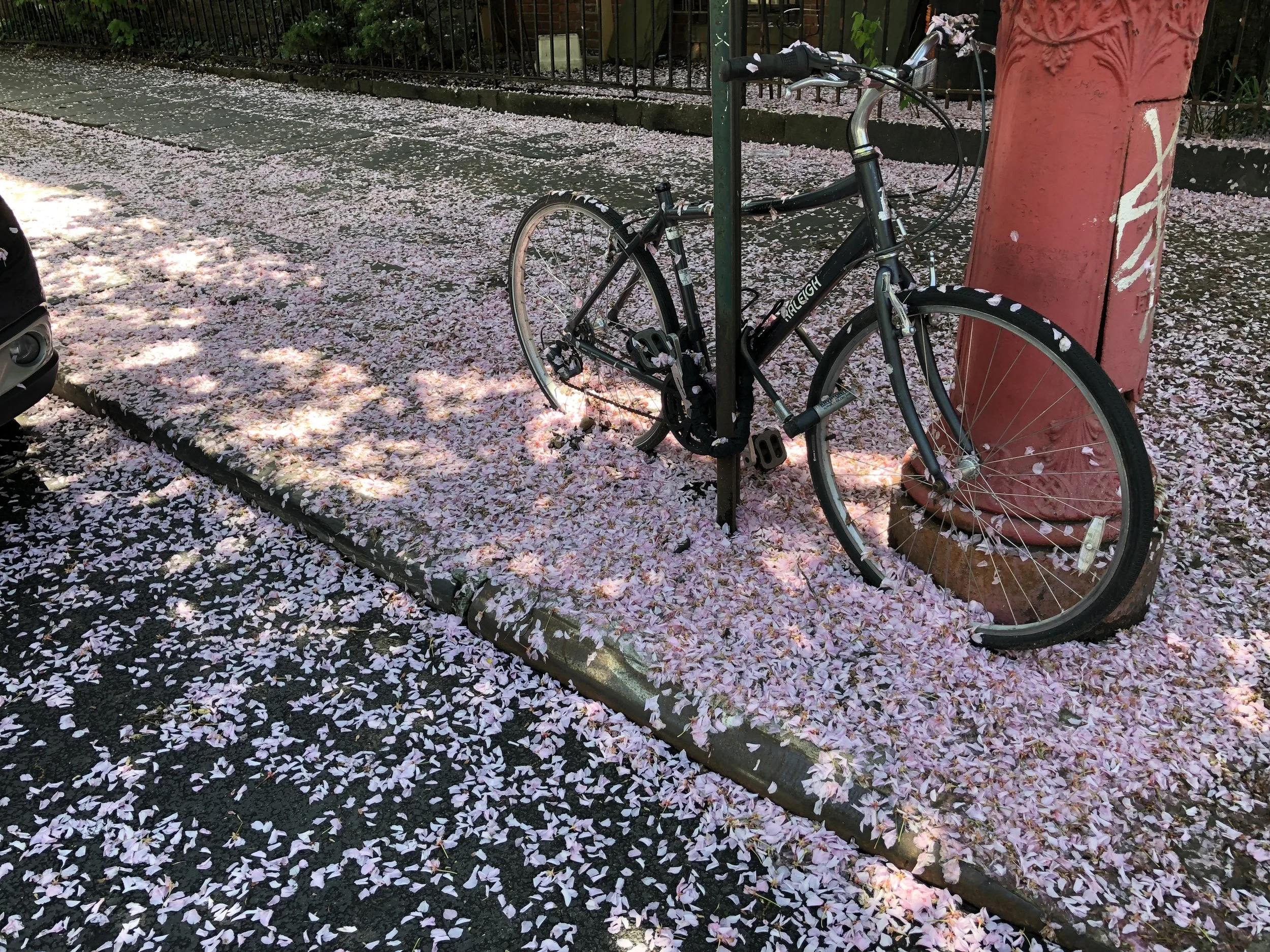 IMG_2981.jpeg