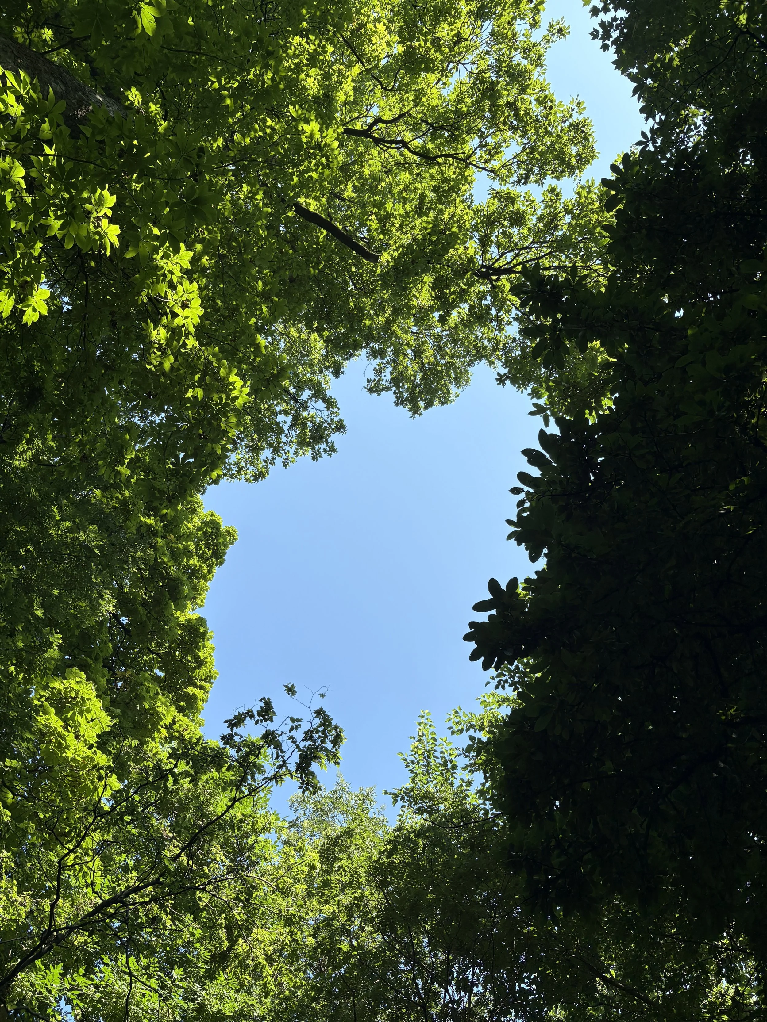 IMG_2542.jpeg