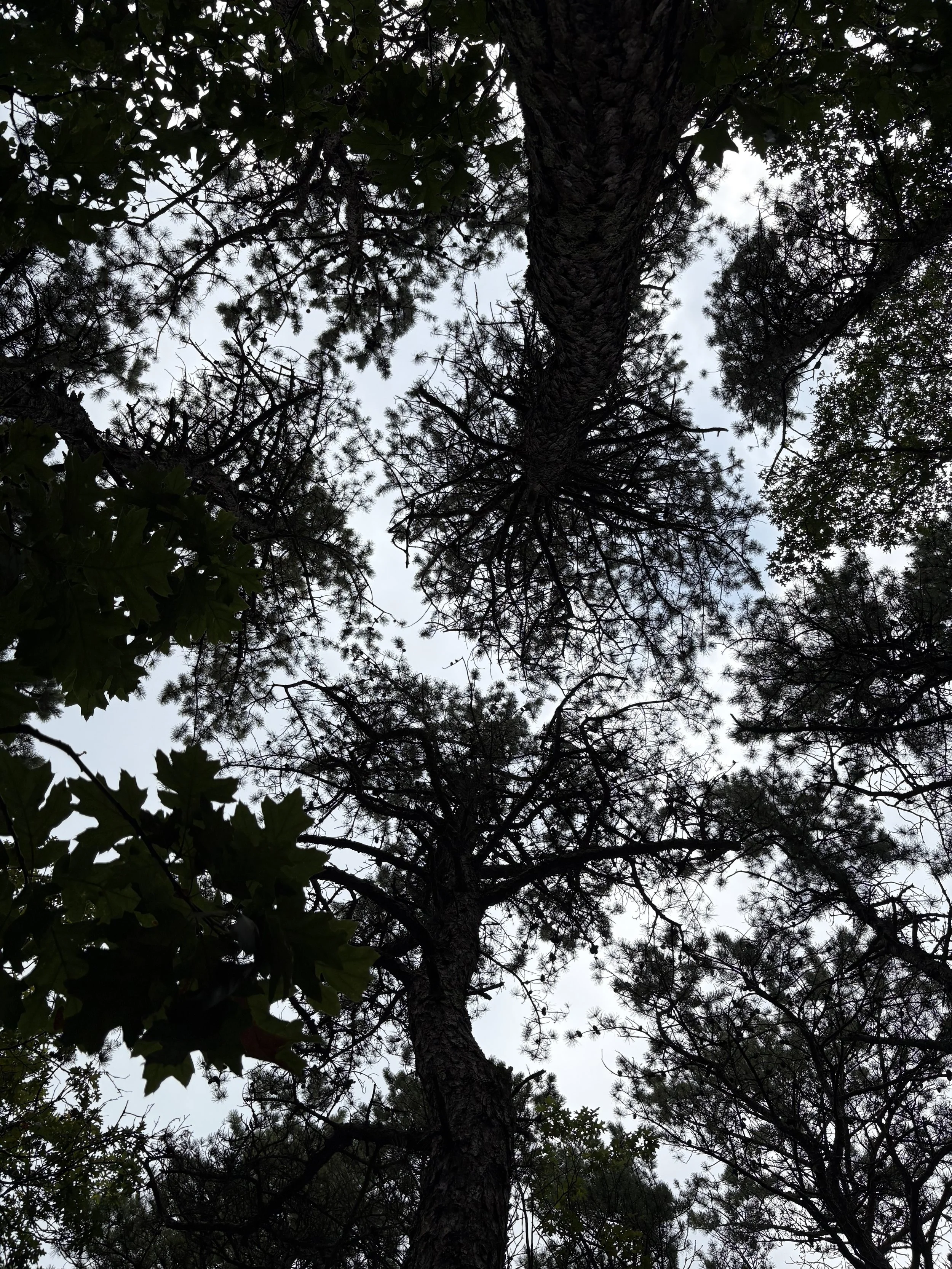 IMG_3026.jpeg
