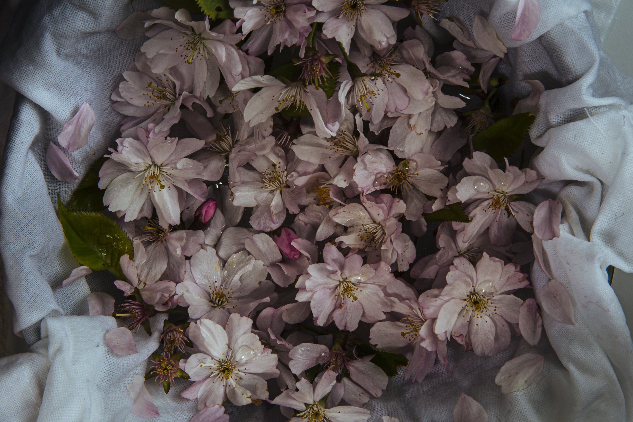 5. CherryBlossoms-001.jpg