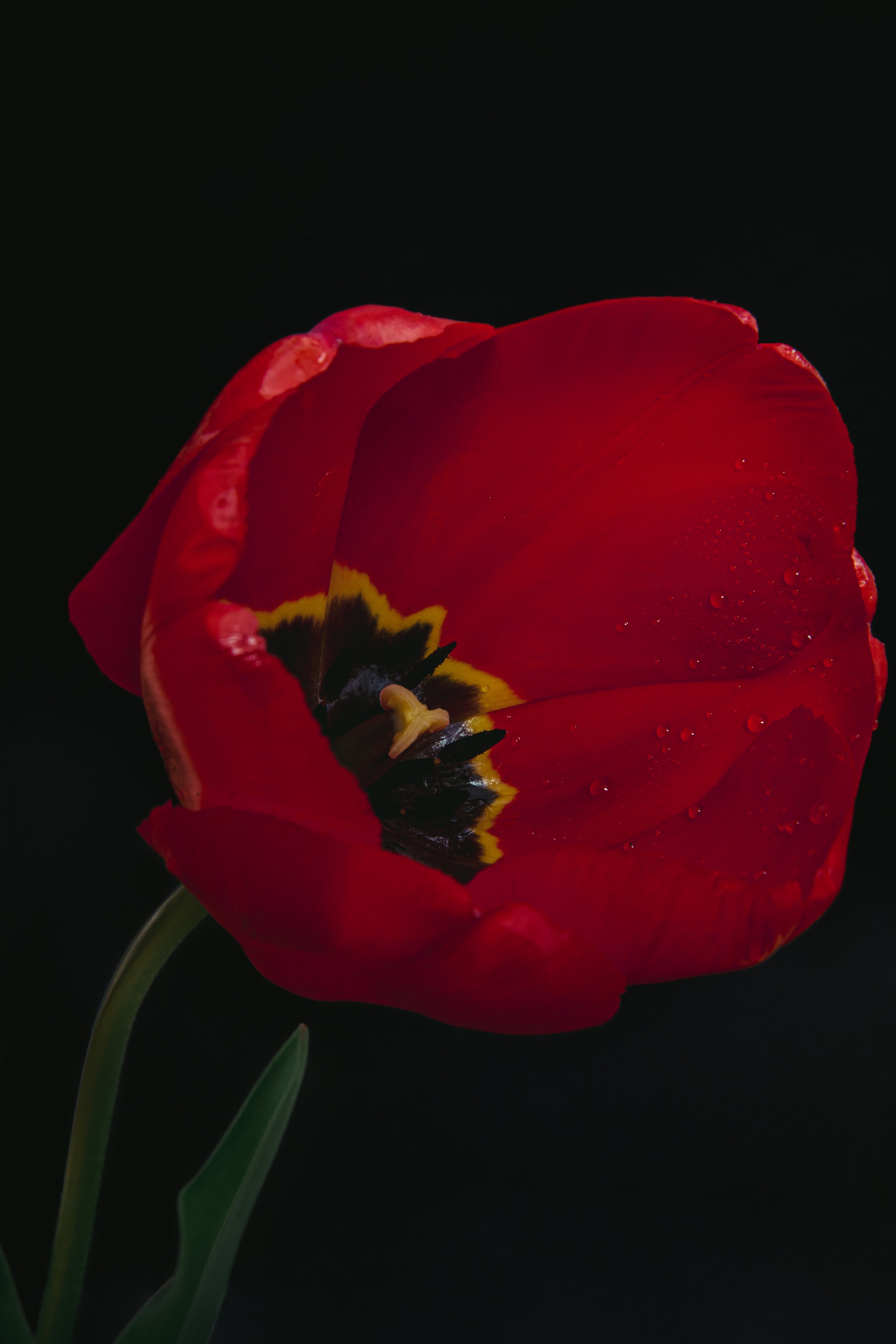 2. Tulip-002.jpg